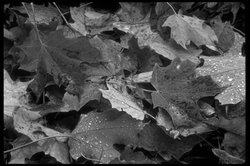 Black and White Leaves Grayscale Monochrome Background