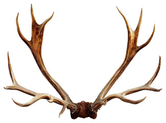 PNG Antler wildlife animal white background.