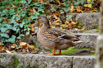Ente an einem Herbsttag