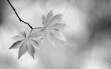 Black and White Leaves Grayscale Monochrome Background