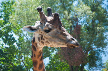 Large red spotted giraffe. African giraffes
