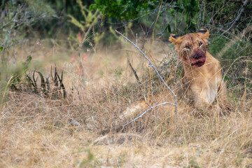 Fototapeta premium Lion is laying in the grass after hunting, Akagera National Park Rwanda