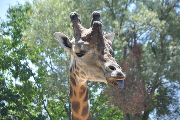 Fototapeta premium Large red spotted giraffe. African giraffes