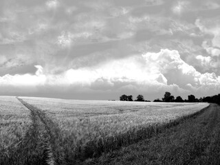 Bright Field HDR Natural Black and White Background