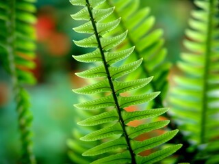 Fresh Green Grass Close View Natural Background