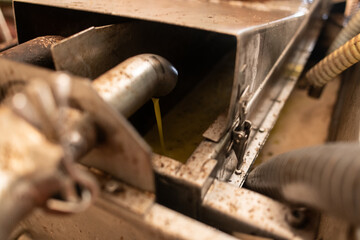 Liquid extracted from crushed olives, that will become olive oil in later stages