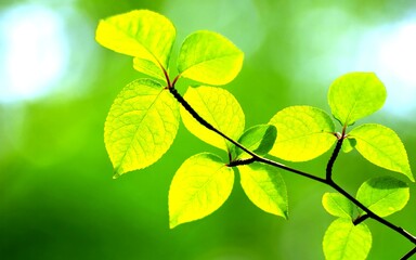 Fresh Spring Leaves Natural Background