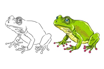 Frog image. Frog sketch. Can be used as a book illustration. Illustrated frog coloring book