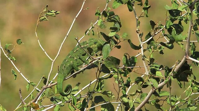 Common Chameleon or Mediterranean Chameleon (Chamaeleo chamaeleon) camouflaged on a tree moving towards prey