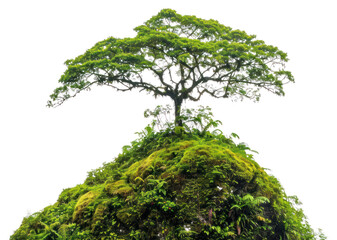 PNG Amazon Rainforest vegetation rainforest outdoors.