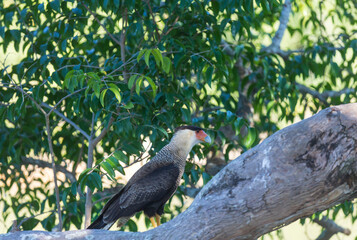 Caracara