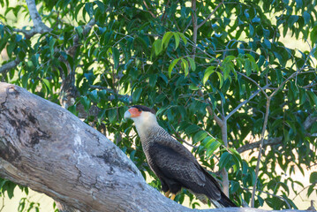 Caracara