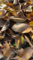 leaves in autumn