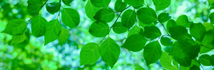 Forest leaves banner