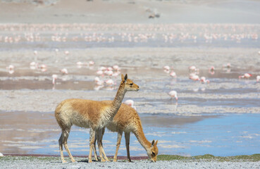 Vicuna