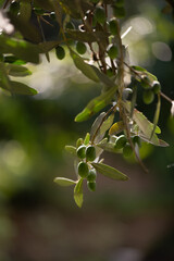 olives ripening on the plant