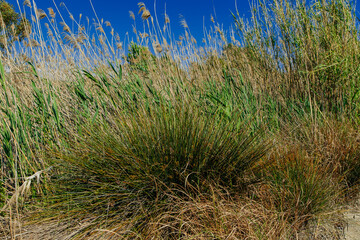 grass and sky
