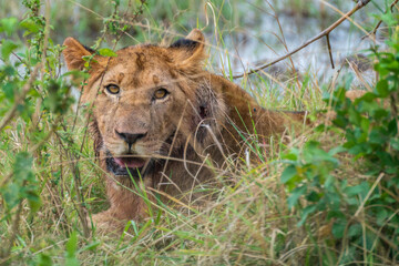 Naklejka premium A young lion cub is laying in the grass, curiously looking at the camera
