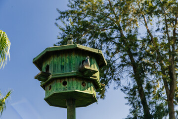 bird house in the forest