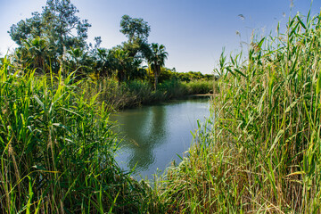 the river in the summer