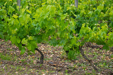 Vineyards of Graves appellation with grapes growing on soils with rounded stones cailloux roules,...