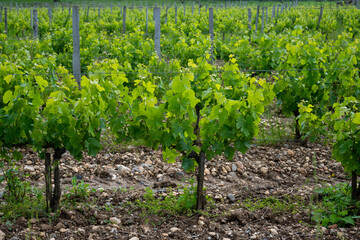 Vineyards of Graves appellation with grapes growing on soils with rounded stones cailloux roules,...