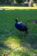 Fototapeta premium Green public park with large trees, lot of shadow, colourful peacocks birds in one of oldest city in Europe, Sevilla, Andalusia, Spain