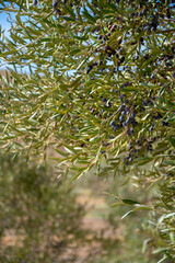 Many olive trees growing on plantations in rows in Andalusia near Cordoba, Spain, olive oil...