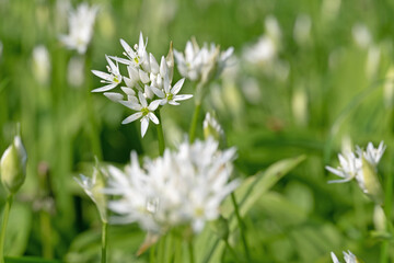 Blühender Bärlauch im Frühling