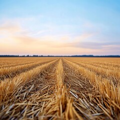 Field of straw in warm evening glow, endless rural landscape