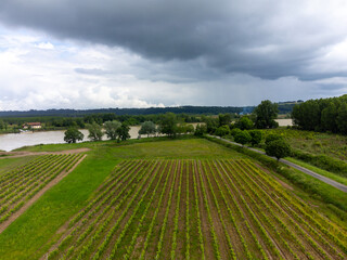 Vineyards of Graves appellation with grapes growing on soils with rounded stones cailloux roules, famous full body red wines of Portets, view on Garonne river, Bordeaux, France