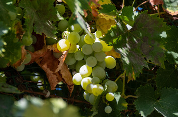 Wines grape vineyards in Andalusia, Spain, sweet pedro ximenez or muscat, or palomino grape plants, used for production of jerez, sherry sweet and dry wines