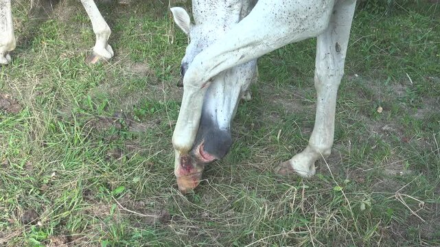 A horse is treating its bleeding leg wound