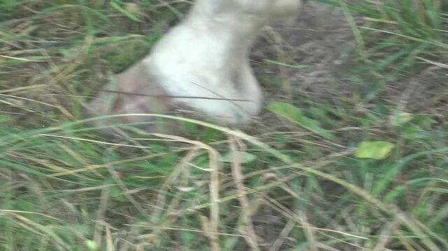 A horse is treating its bleeding leg wound