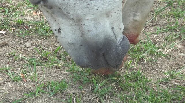 A horse is treating its bleeding leg wound