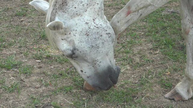A horse is treating its bleeding leg wound