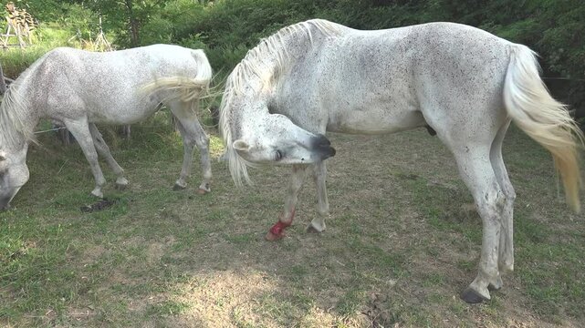A horse is treating its bleeding leg wound