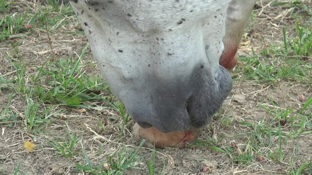 A horse is treating its bleeding leg wound