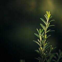 Fototapeta premium Fresh rosemary leaves macro