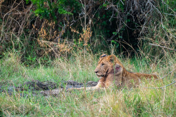 Lion is laying in the grass after hunting, Akagera National Park Rwanda
