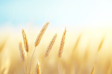 Fototapeta premium Golden Wheat Field at Sunrise with Soft Focus and Warm Sunlight.