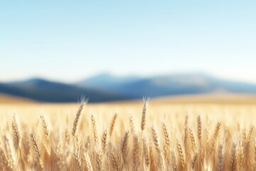 Golden Wheat Field at Sunrise with Soft Focus and Warm Sunlight.
