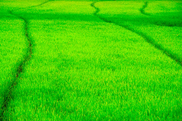 Obraz premium Lush Green Rice Field Patterns Under Bright Sky