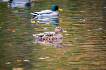 Ein Paar Stockenten auf einem Teich