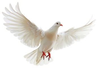 Fototapeta premium PNG Christ holy dove animal pigeon bird.