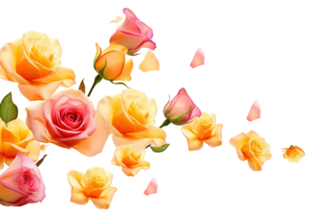 PNG Orange and pink and yellow roses flower petal plant.
