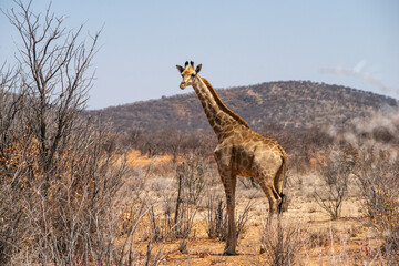 tall giraffe in desert