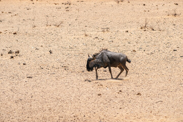 lonely wildebeest in desert