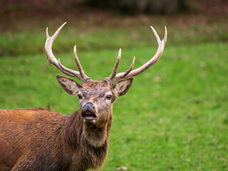 Reed Deer Stag Sniffing Air During the Rut
