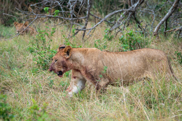 A lion cub is slowly walking through a vast field, Akagera National Park Rwanda